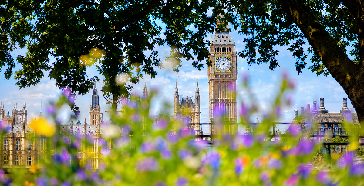 Big Ben, the Palace of Westminster in London, UK. View from a public garden with beautiful flowers and trees at sunny spring, summer day.
