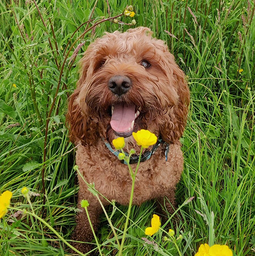 Megan Gilfillan personal photo of her dog